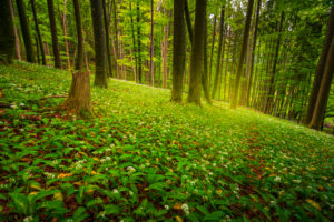 Europe, Germany, Bavaria, Aschau am Inn, Wild Garlic Field in Forest, Europe, Germany, Bavaria, Aschau am Inn, Wild Garlic Field in Forest,